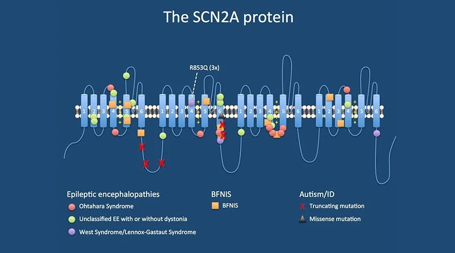 Diagrama de la estructura de la proteína SCN2A y sus sitios de mutación.